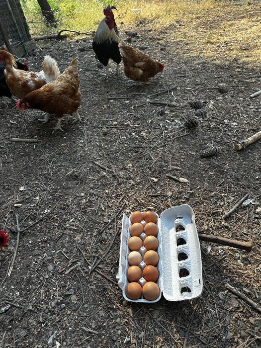 7 galinhas em postura mais 1 galo