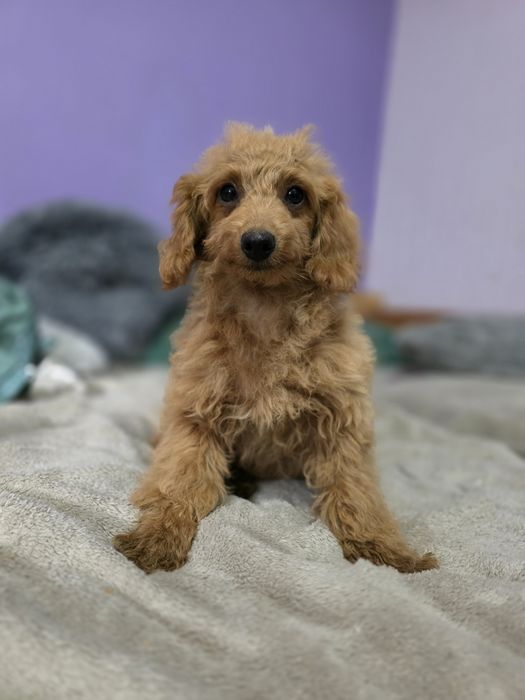 Pudel miniaturowy piesek metryka chip do odbioru badania genetyczne rodzic