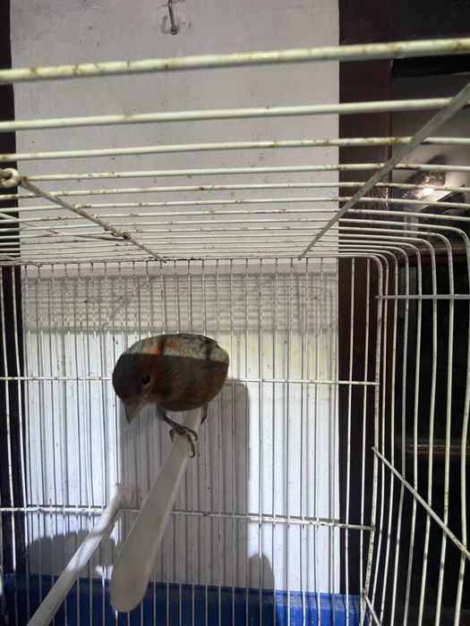 Canarios negro vermelho