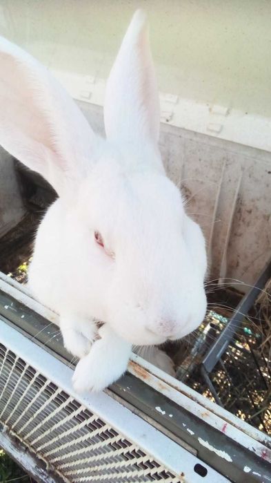 кролики   панони