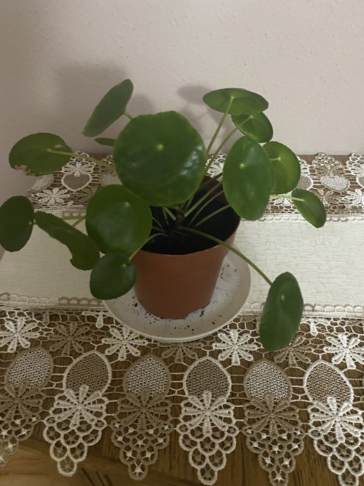 Sadzonka Pilea (Pieniążek)