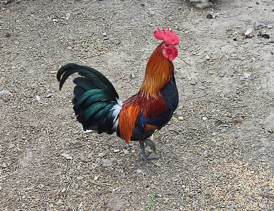Декоративні кури, півень, петух, карликові кури