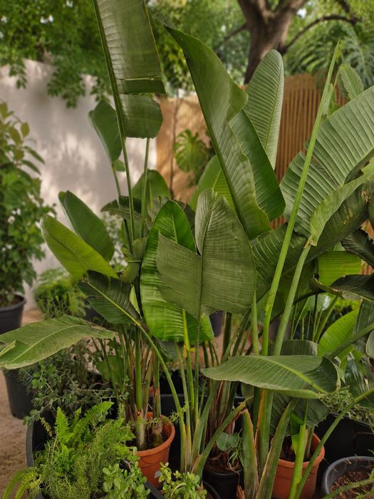 Planta  Natural / Strelitzia Nicolai / Decoração  / Jardim
