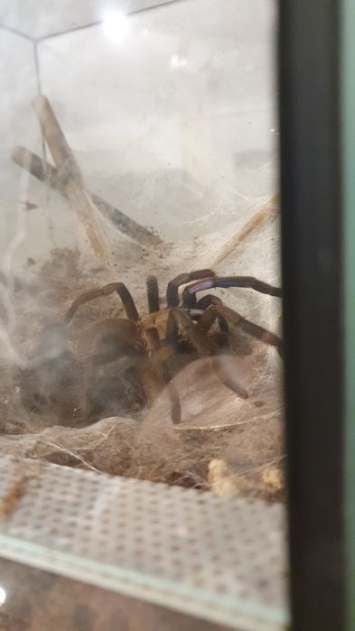 Samica Chilobrachys natanicharum (Chilobrachys sp. Electric Blue)