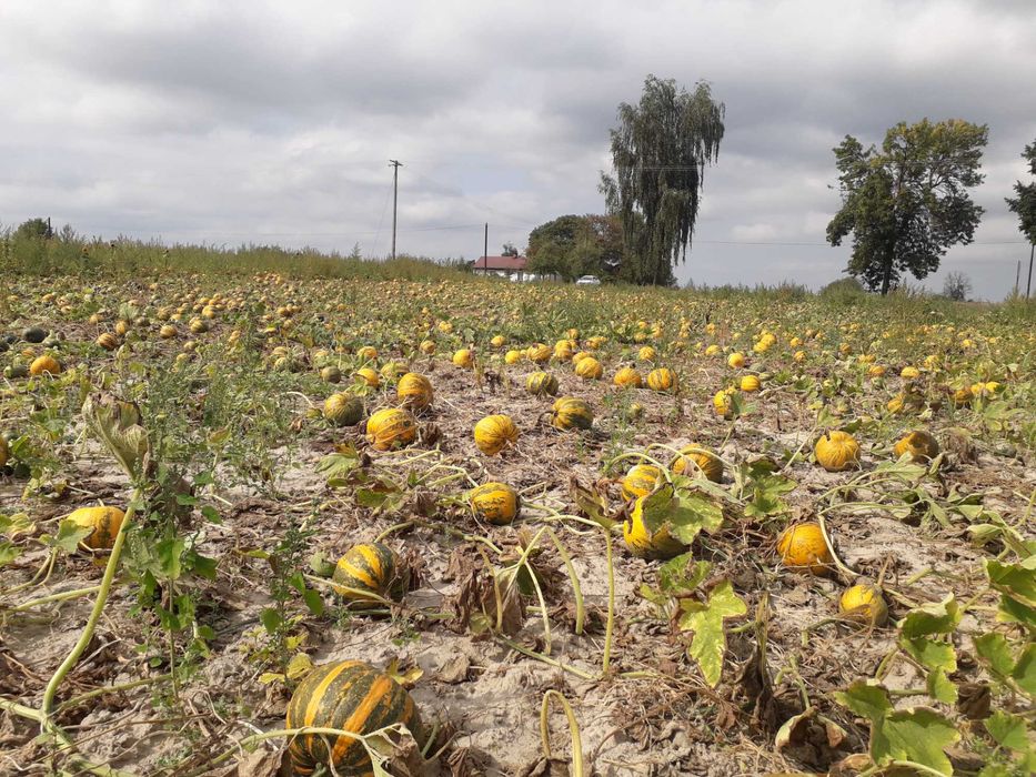 Pestki dyni bezłuskowej 25 kg