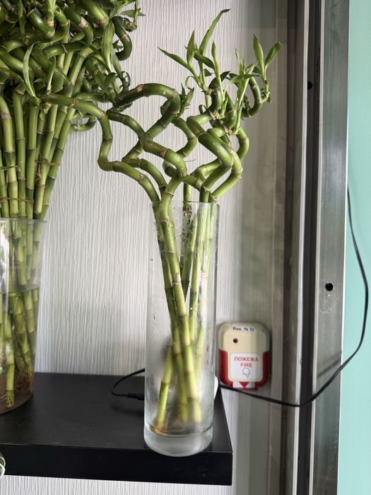 Продается драцена сандера бамбук
