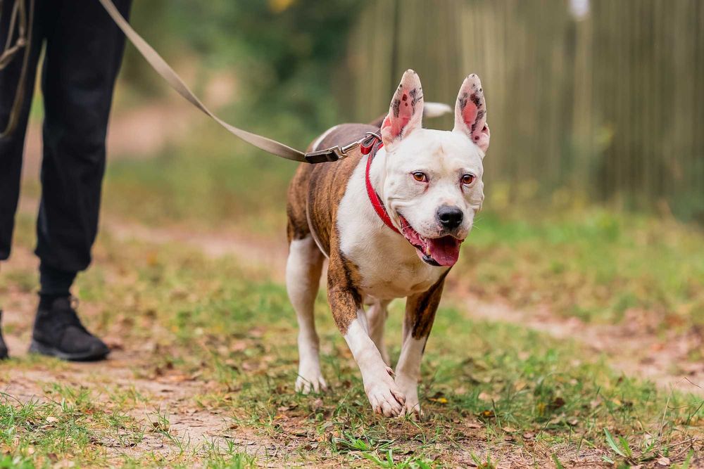 Buliś około 5 letni american stafford terier do adopcji FUNDACJA