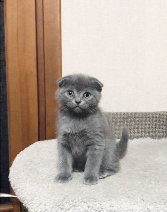 Scottish fold  ( дівчинка)