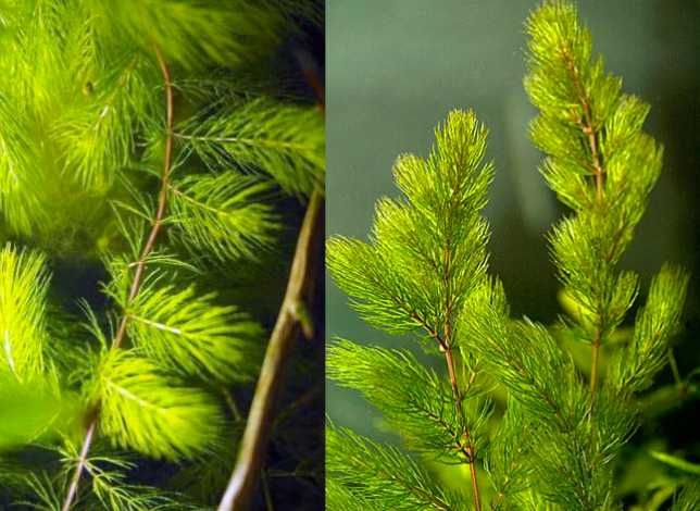 Роготистник  красностебельный. Аквариумные растения