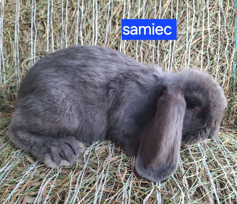Króliki barany francuskie samce i samiczki
