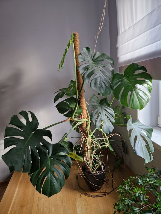 Monstera kwiat 1.5m Pustkowie Lgockie  OLX.pl