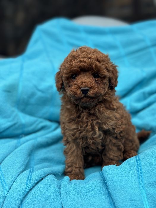 Мальтипу ред браун Кривой рог личный просмотр