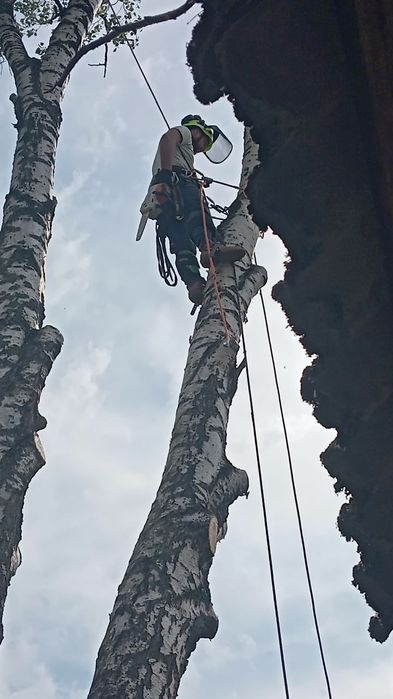 Удаление сложных деревьев. Измельчение веток. Распил на дрова.