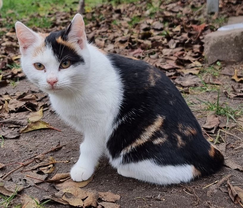 Mała Mimi szuka domu