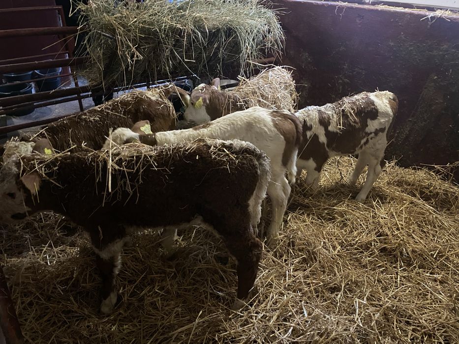 Sprzedam byczki jaloweczki