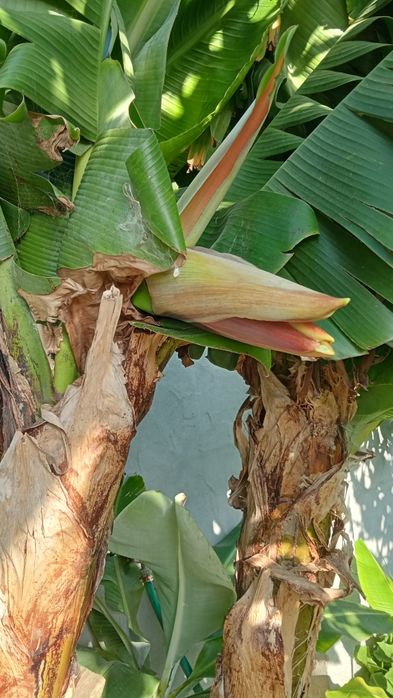 Bananeira da Madeira