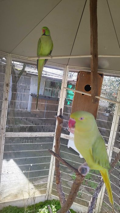 Casal de ring neck reprodutor