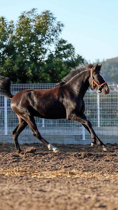 Poldro Puro lusitano