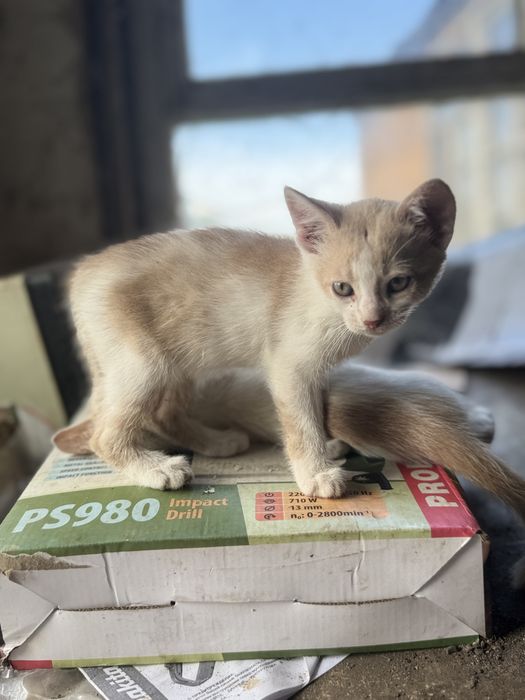 Кошенята персикові