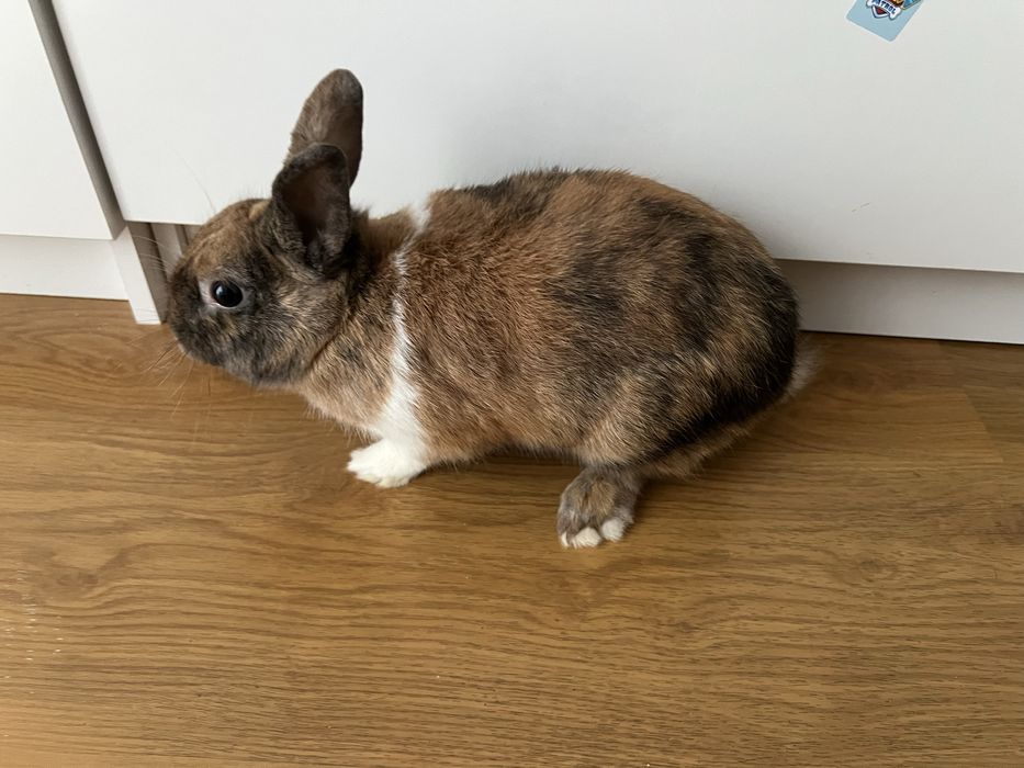 mini królik z dużą klatką sprzedam królika i z wyposażeniem