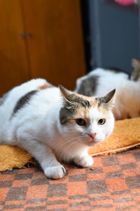 Кошечка Пуша из приюта бесплатно