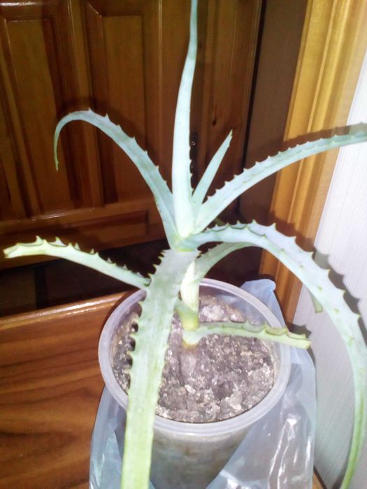 алое столетник алоэ 20х20 см-крона+висота