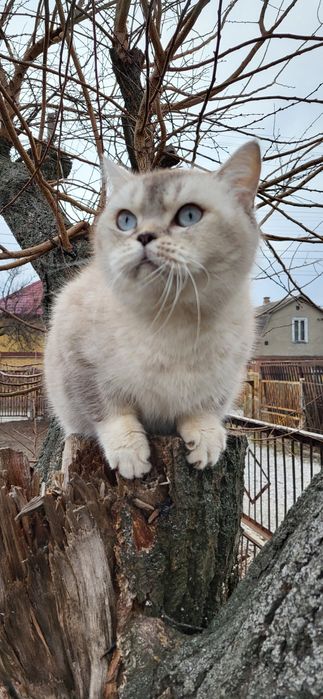 Кошечка серебристая шиншила