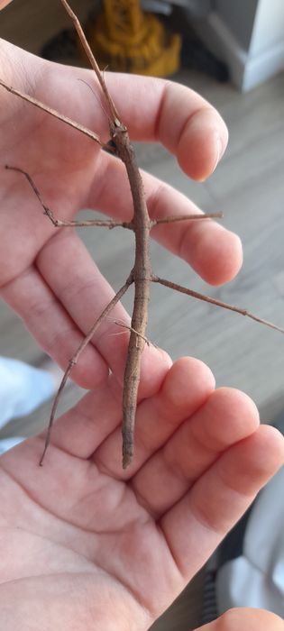 Małe patyczaki oddam