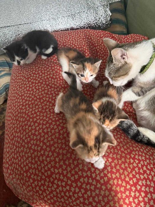 Коти Ізюм віддам в добрі руки