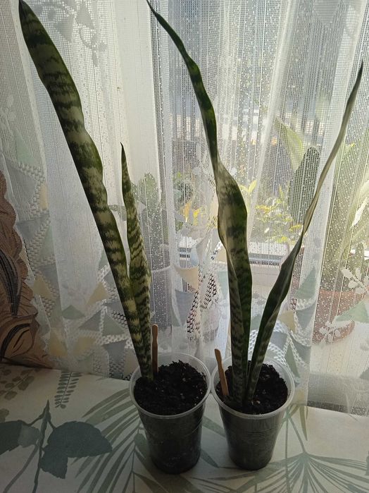 Сансевиерия Футура Суперба , зейланика