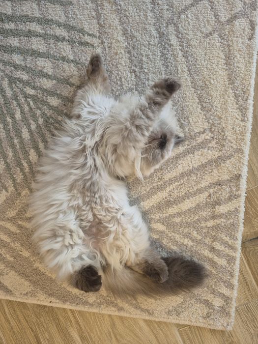 Ostatni Kot brytyjski kotka  point czekoladowy długowłosy