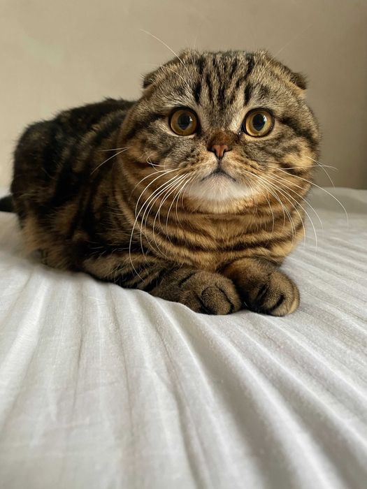 В'язка кота Скотіш-фолд Scottish Fold шотландський висловухий