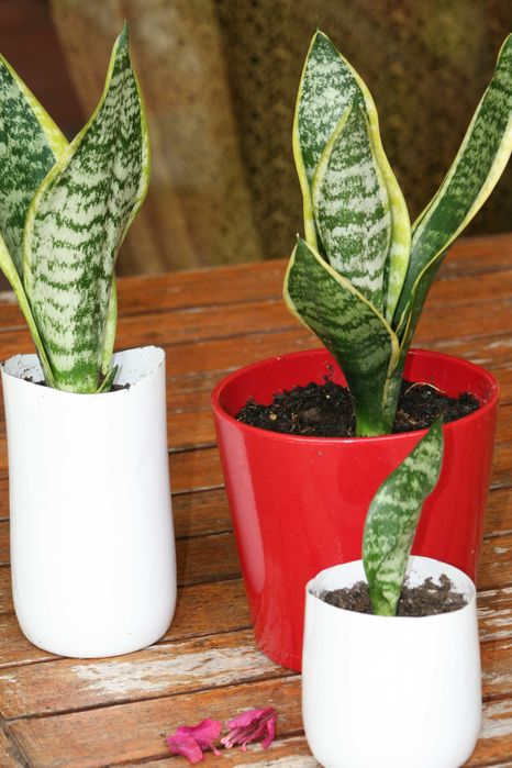 Espada de São Jorge planta