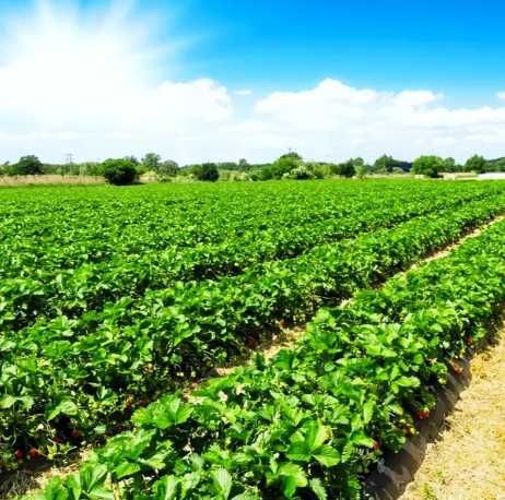 Голубика! 2-3 ЛЕТНИЕ САЖЕНЦЫ! Множество сортов! Дюк, Чендлер, Торо