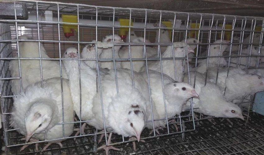 Яйцо инкубационное перепел Техасец