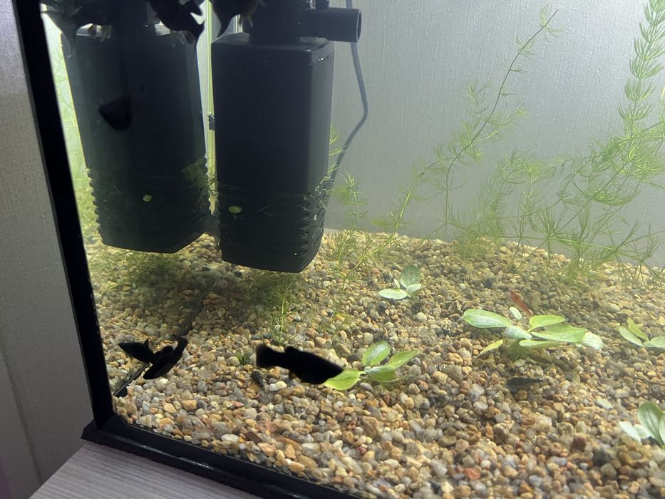 Аквариумные Рыбки