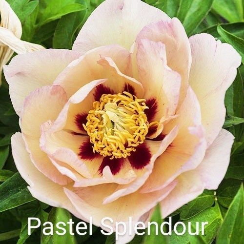 Півонії ІТО.Кореневища