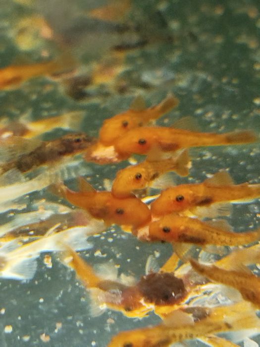 Glonojad zbrojnik  Super Red