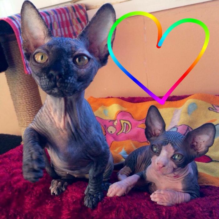 ℹ️ PO KASTRACJI ‼️ mega Kocio na juz!  • Sfinks & Sphynx. W-wa / Śląsk