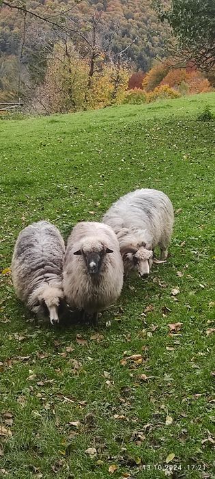 Продам Карпатські Вівці і Барани