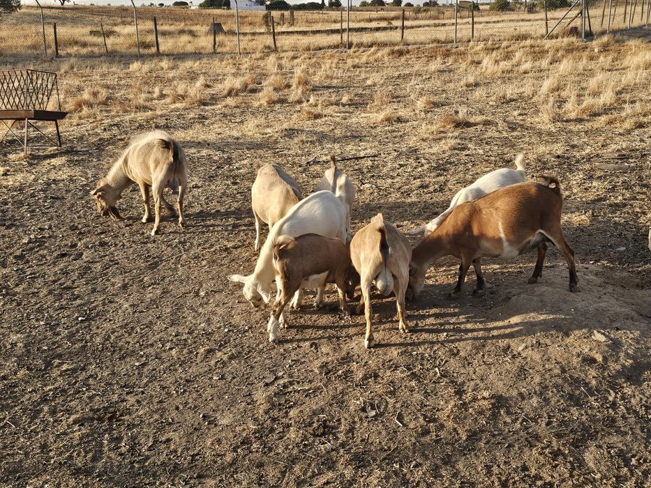 Vendo cabras anãs