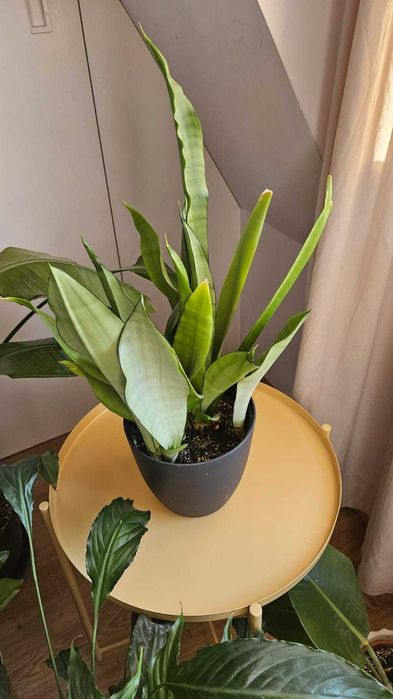 OKAZJA! Piękna, gęsta sansewieria, wężownica, języki teściowej