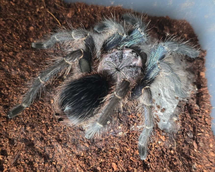 Ptasznik Phormictopus sp. Green Gold Carapax samica ok 5,5DC