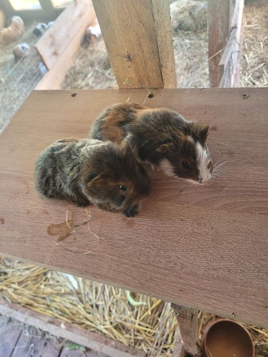 Świnki Morskie samce i samiczki