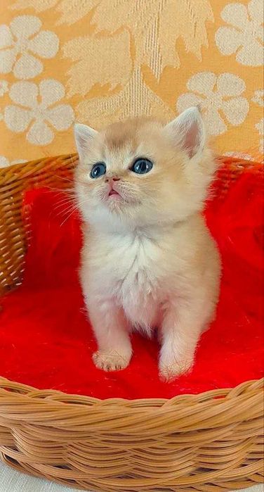 Шотландские котята (ЗОЛОТАЯ ШИНШИЛЛА)