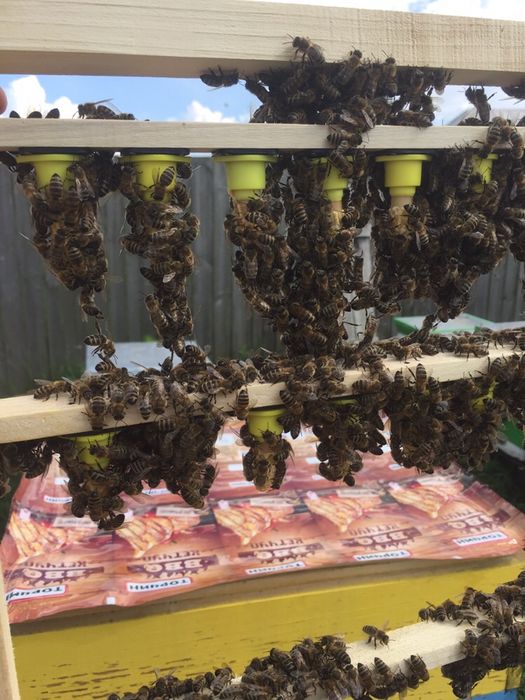 Бджолопакети 2026