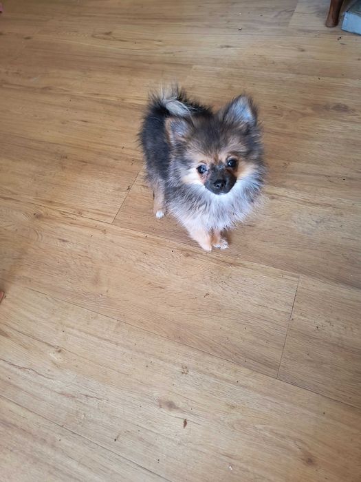 Malutka sunia rasy pomeranian.