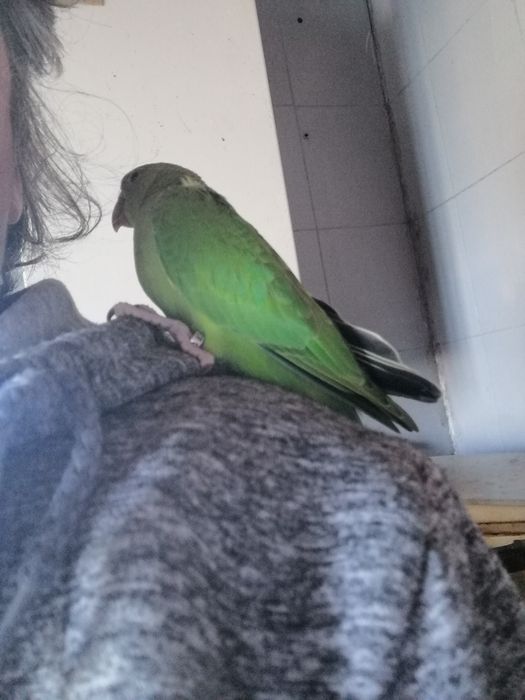 Ring Necks novos ano 2022