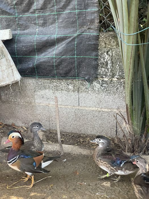 Patos ornamentais mandarins e carolinos
