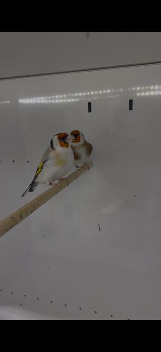 Casais Pintassilgo Major